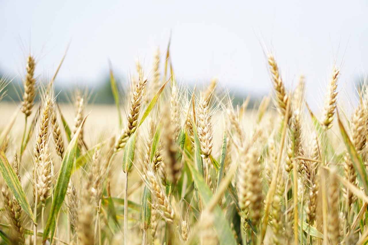 Field of barley, one of beer's four key ingredients