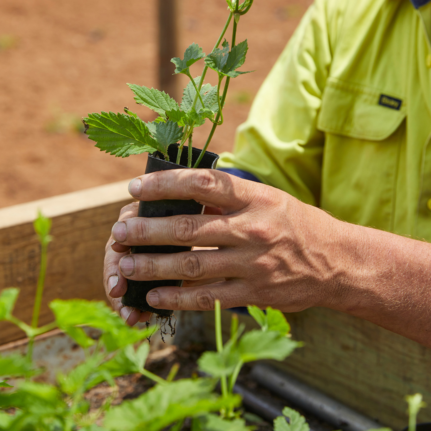 HPA-seedling-thumb