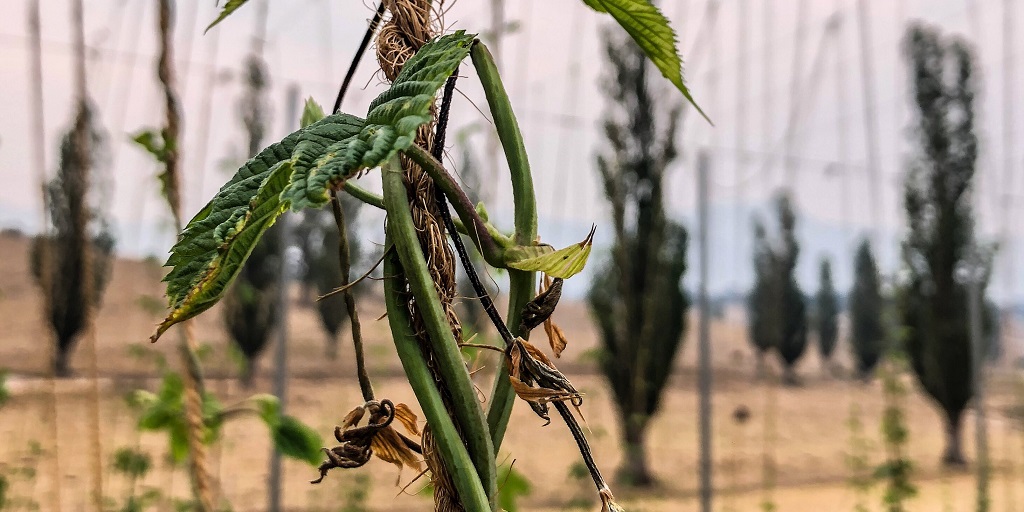 Ryefield Hops drought